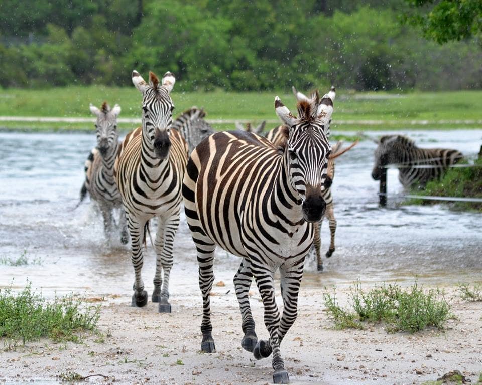 Drive-Through Safari