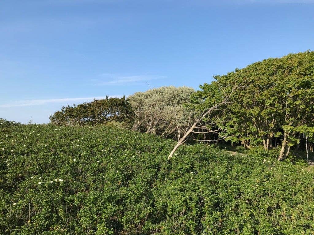 Beach Access