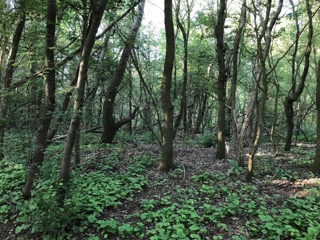 Coastal Forest Trails