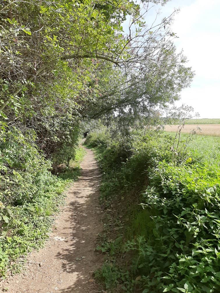 Stone Path by the Fields