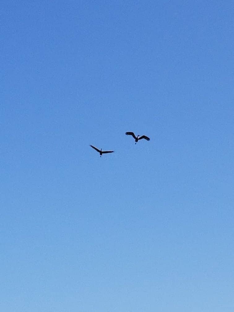 Prairie Wildlife Drive