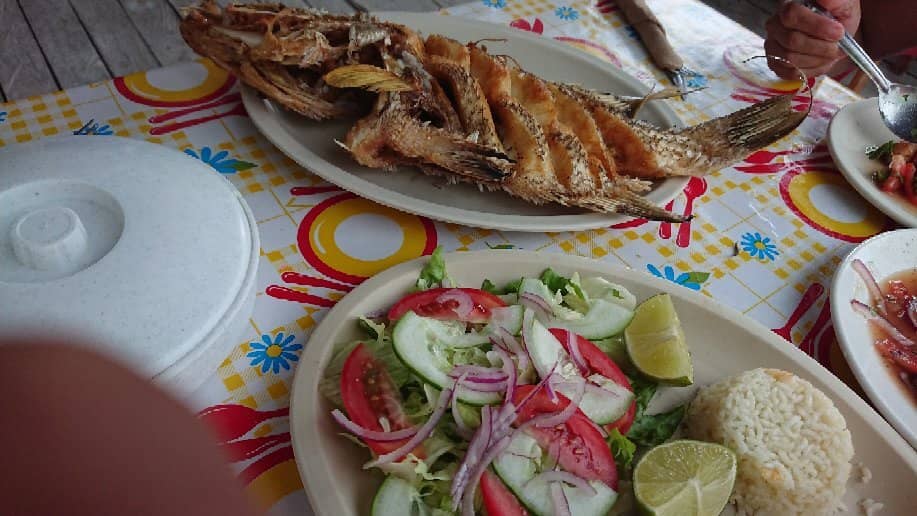 Bioluminescence Magic