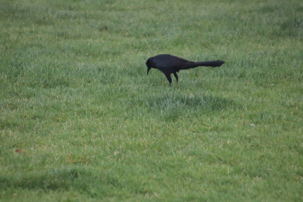 Republic Services Garden