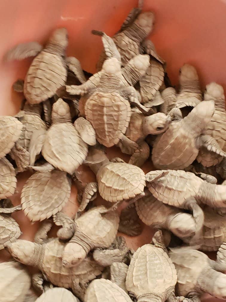 Hatchery Visit