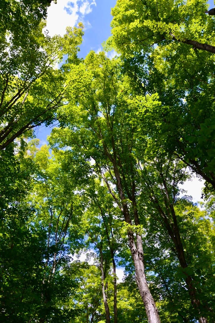 Homestead Trail