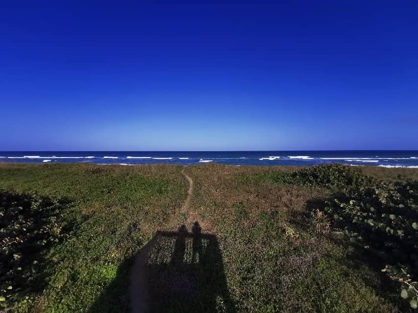 Green Turtle Nesting Site