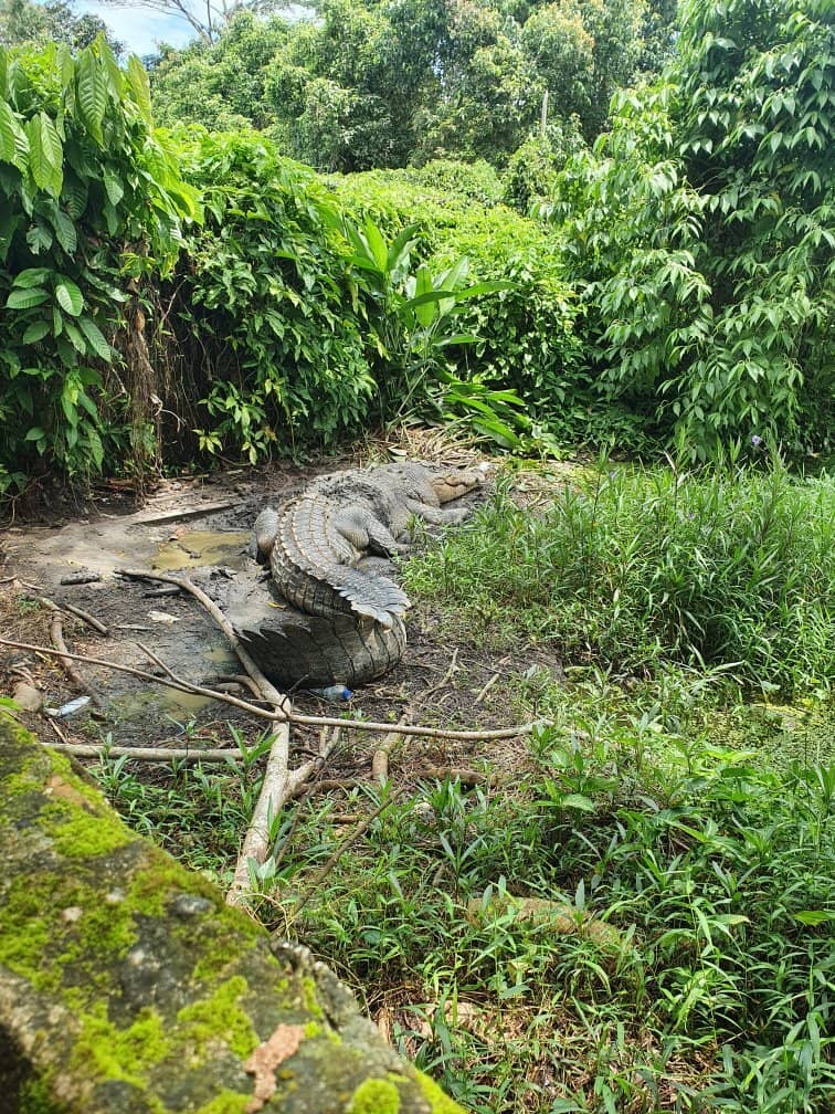 Baby Crocodile Encounters
