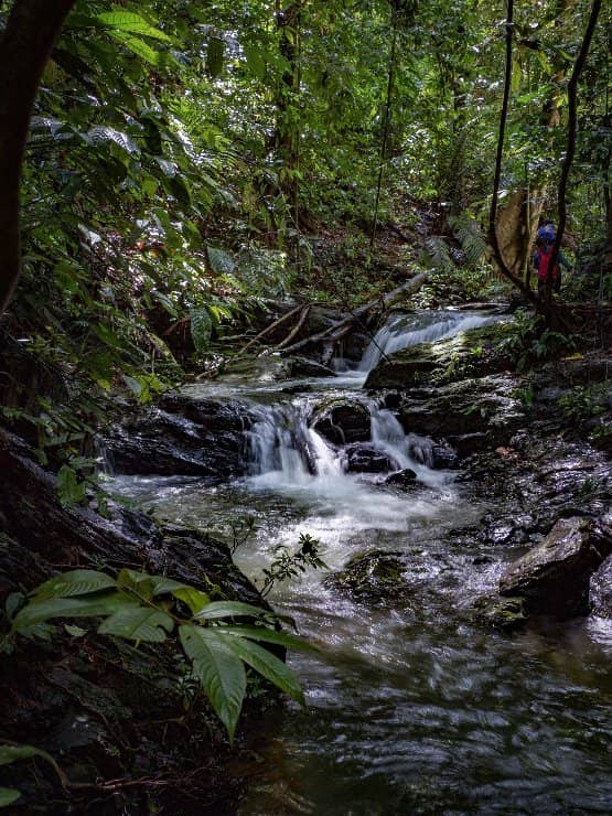 Virgin Rainforest Trails
