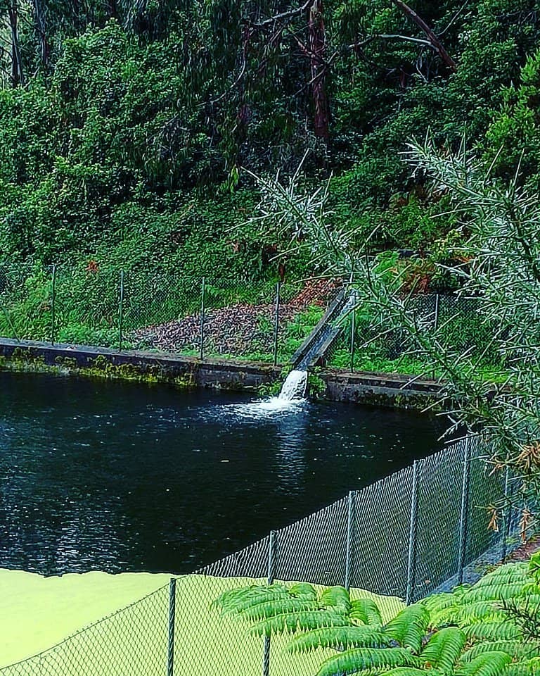 Laurisilva Forest Immersion