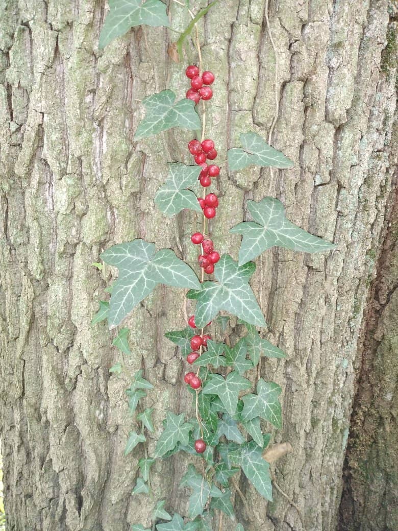 Birdwatching Paradise