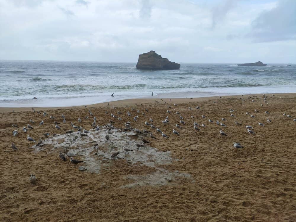 Baytowne Wharf Charm