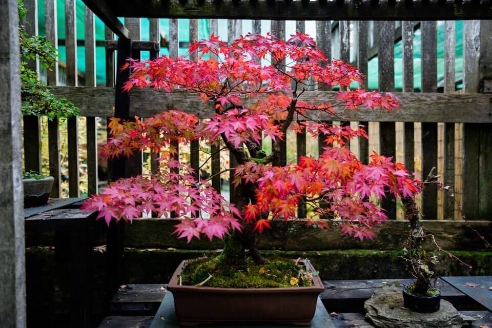 Koi Ponds and Water Features