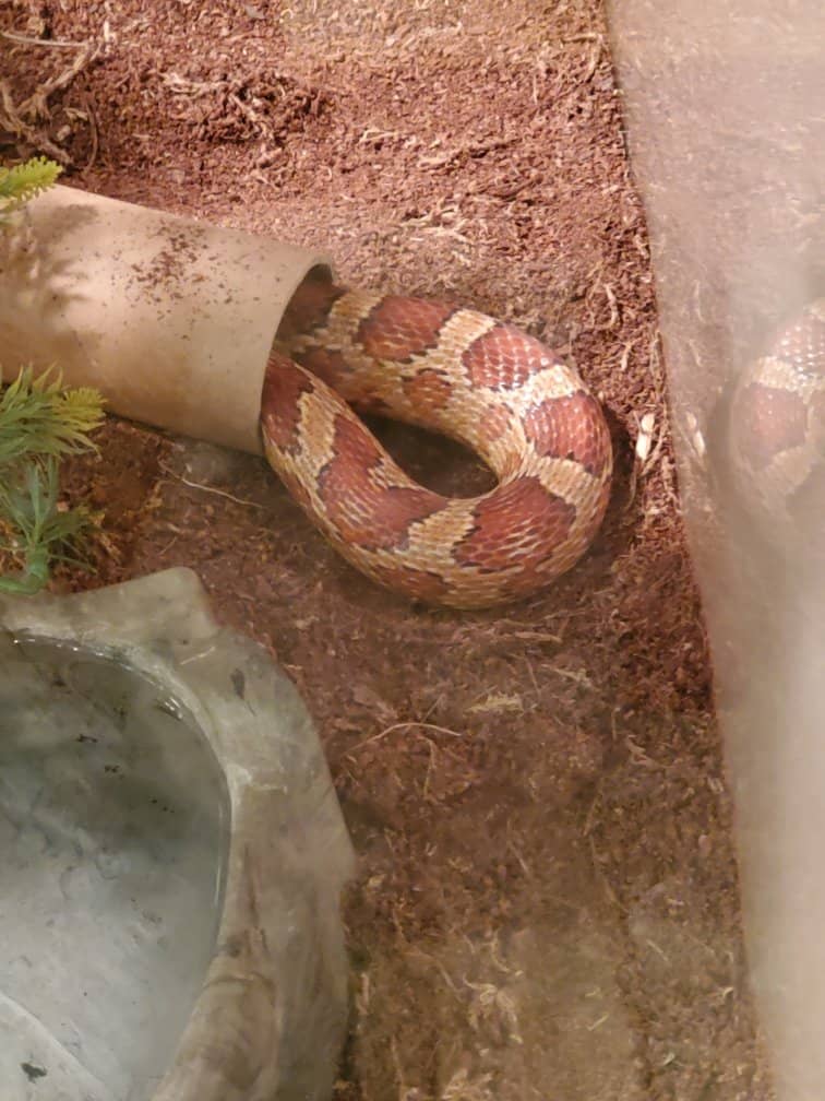 The Staircase Challenge