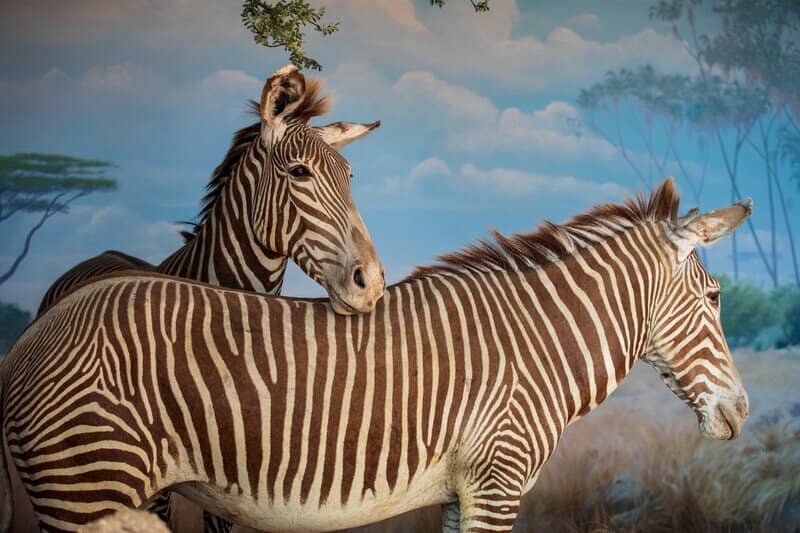 Living Rainforest Dome