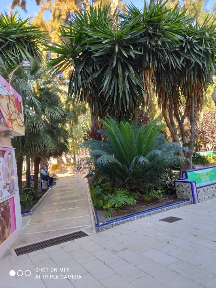 Palm Tree Oasis