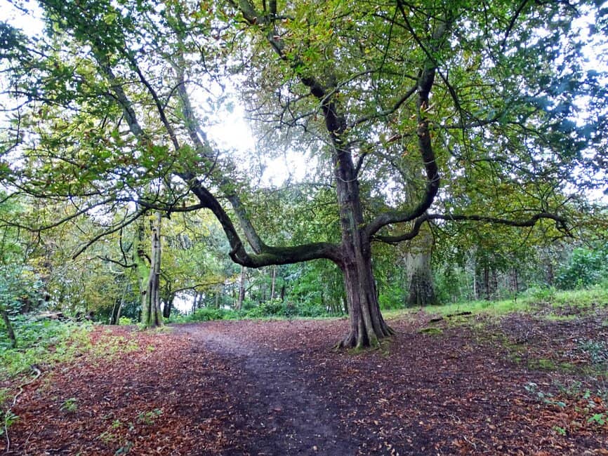 Scenic Walking Paths