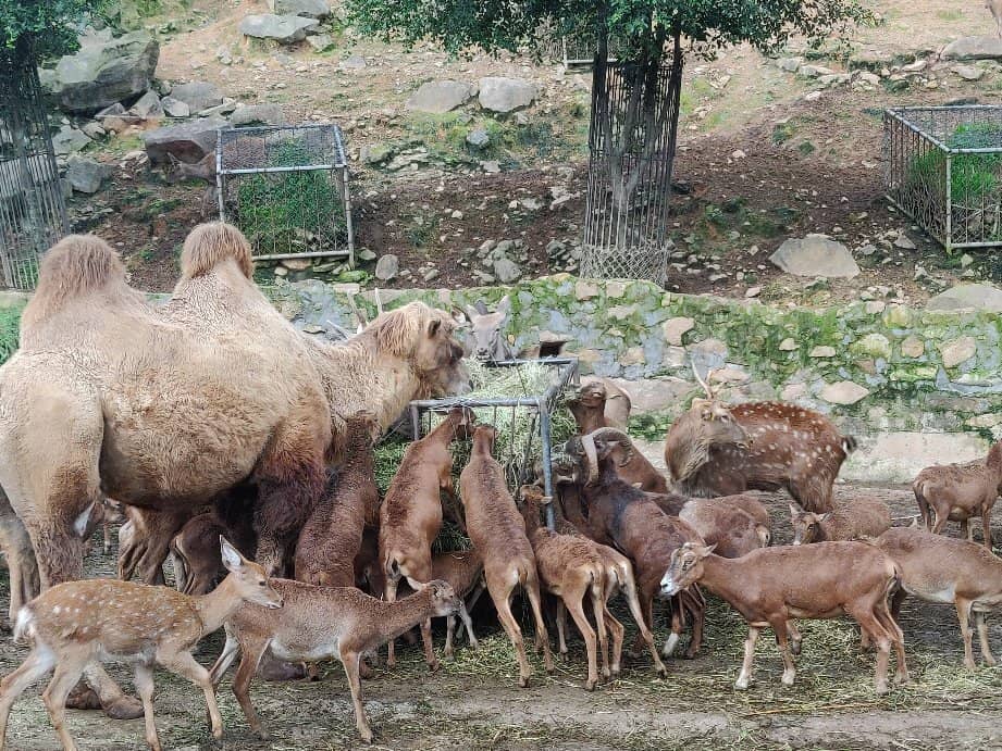 Animal Encounters