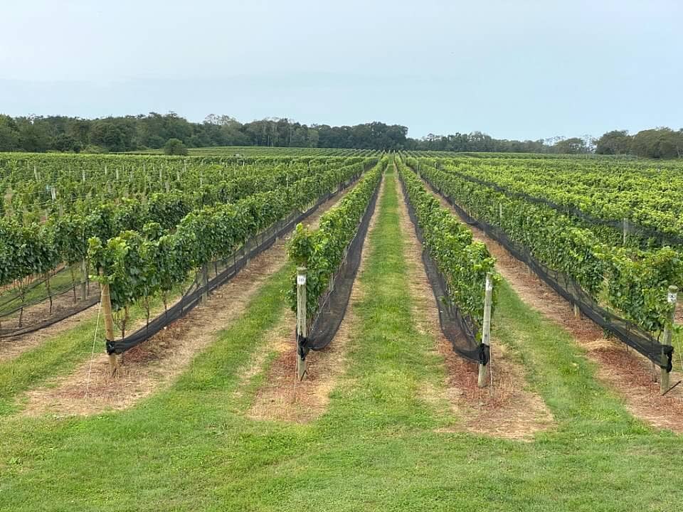 Charcuterie & Oysters