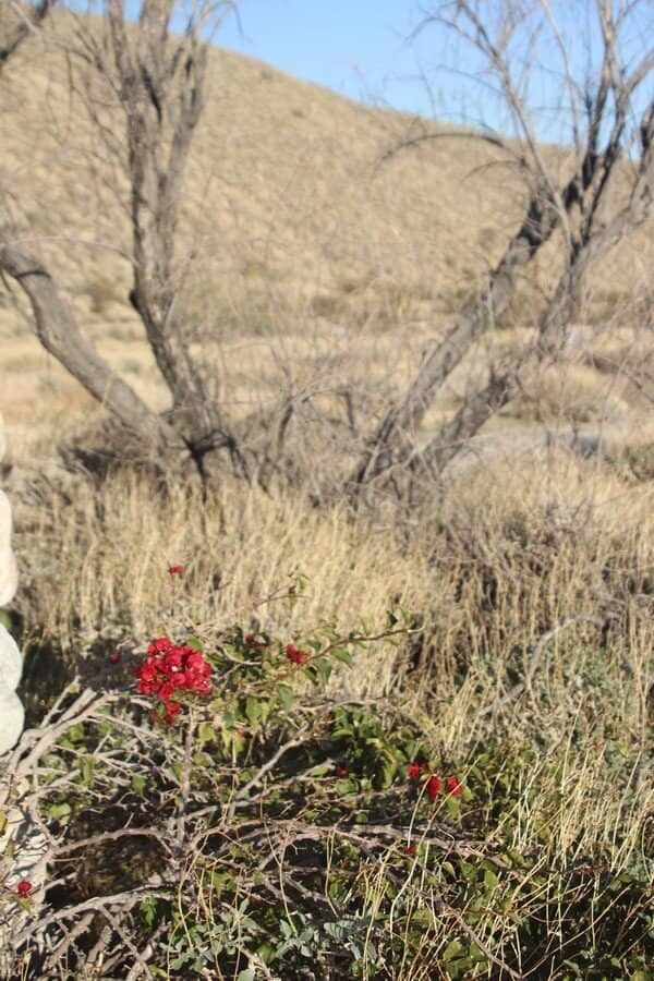 Pacific Crest Trail Access