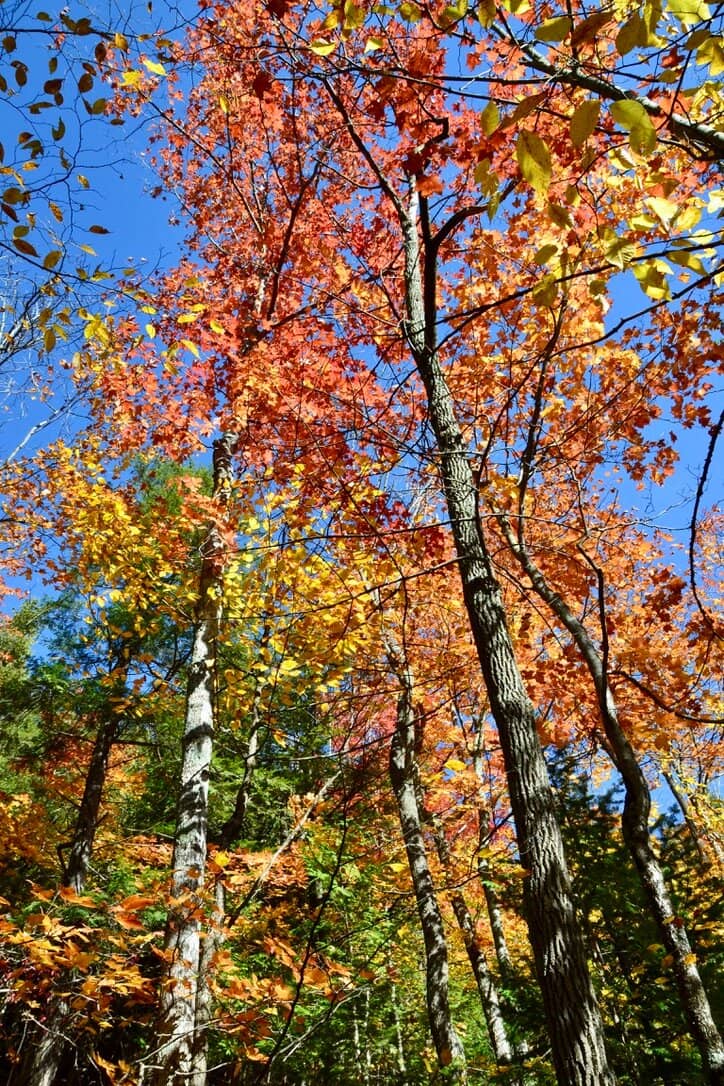 Bruce Trail Access