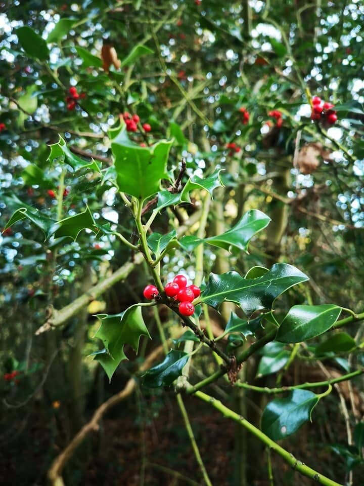 Abundant Wildlife