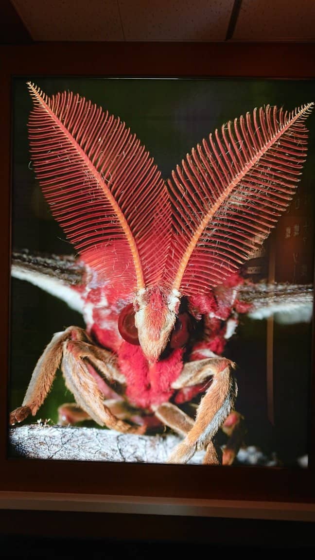 Live Insect Displays