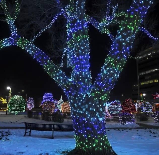 Summer Floral Displays