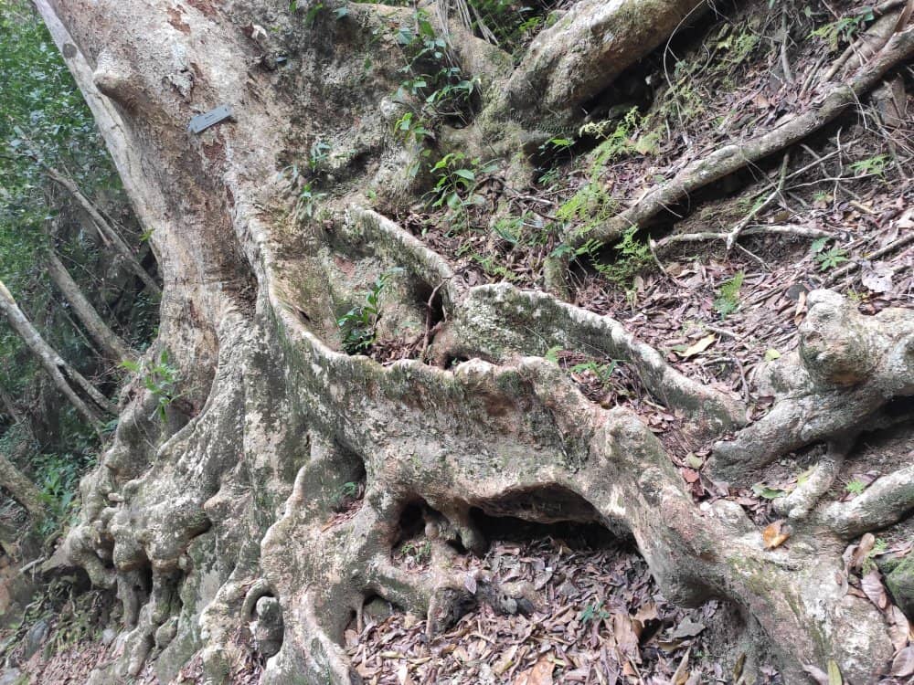 Picnic and Family Fun