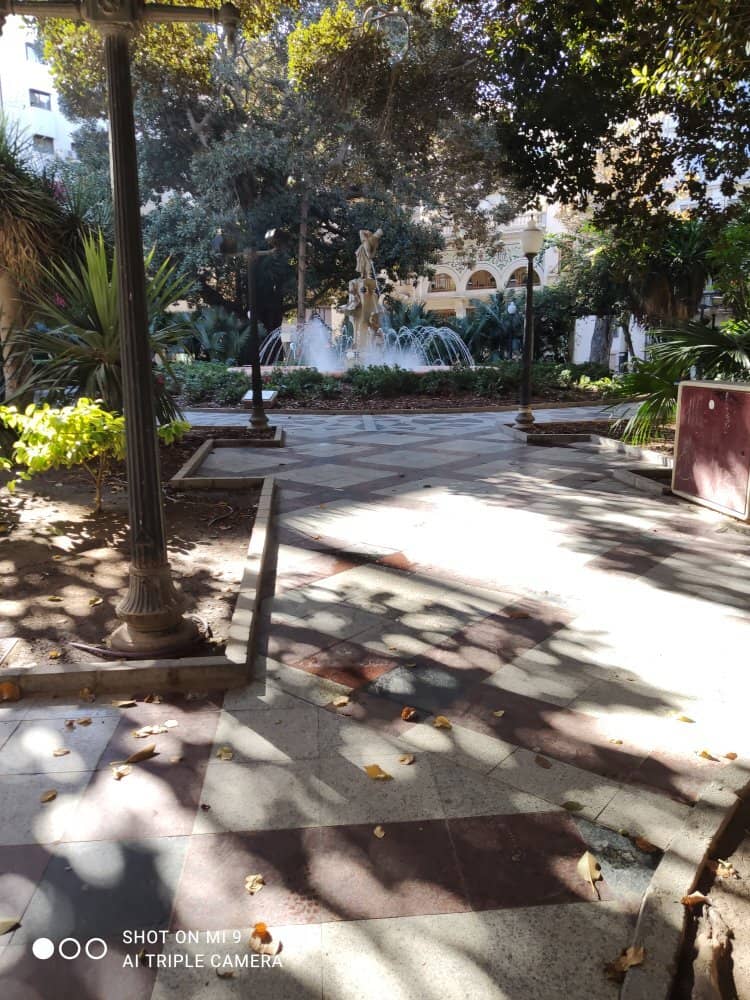 Majestic Ficus Trees
