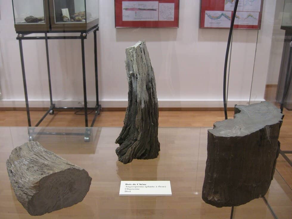 Local Prehistoric Life