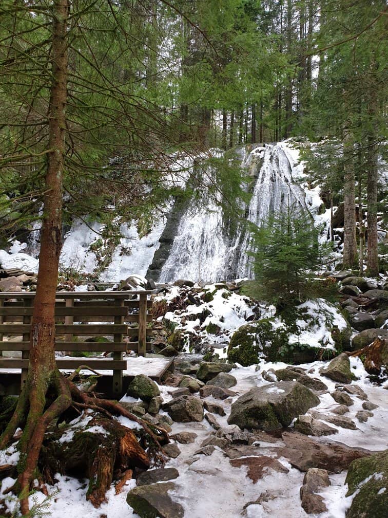 Forest Walk