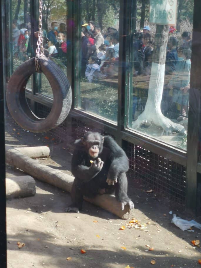 Cartoonish Black Langurs