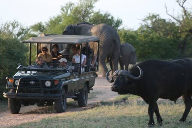 Bush Walks & Wildlife Encounters