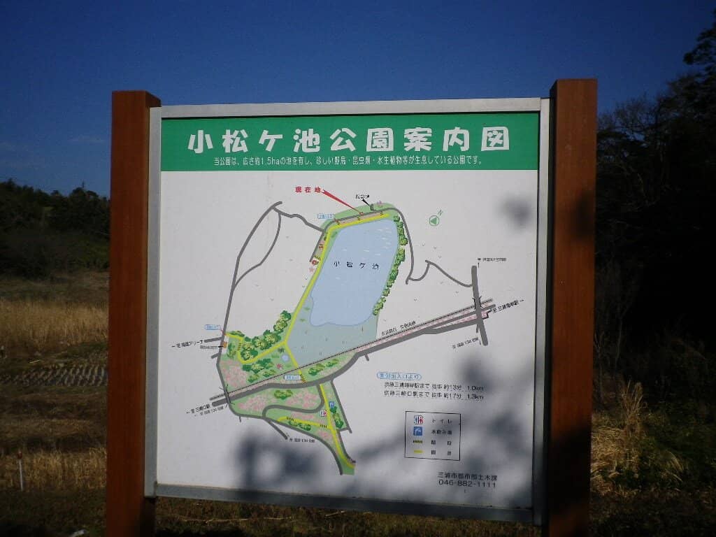 Vibrant Nanohana Fields