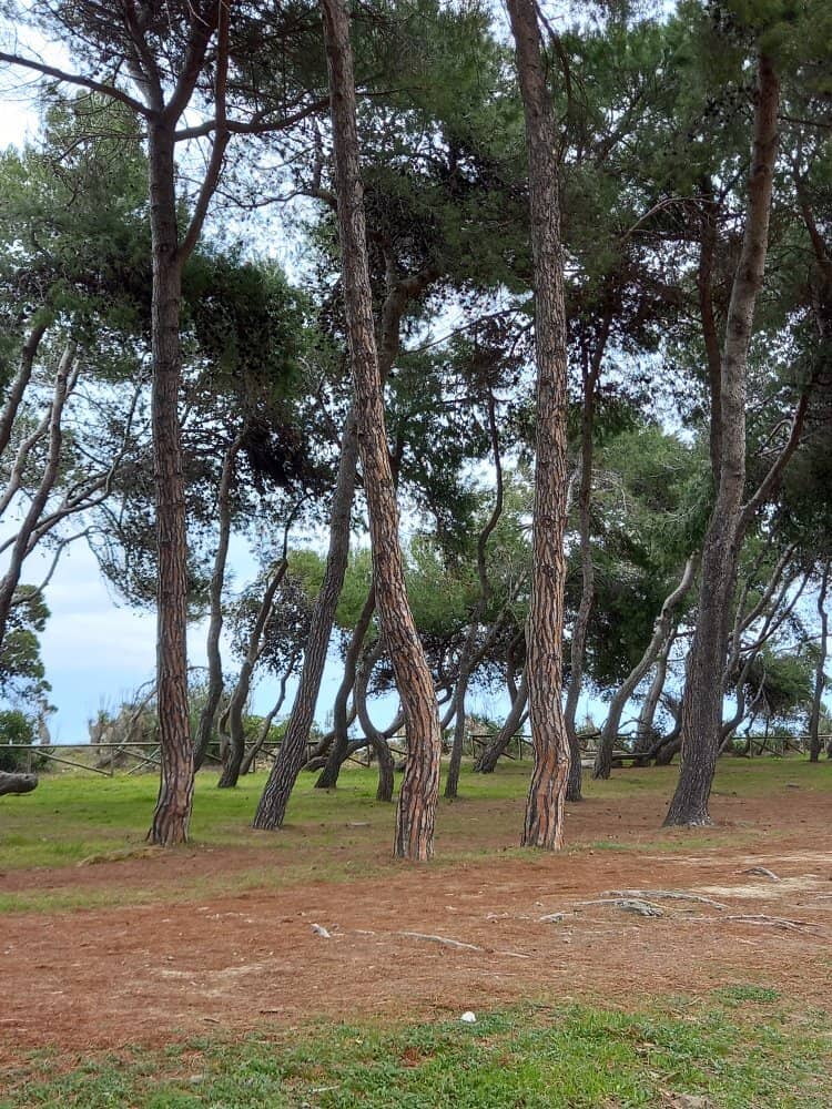 Coastal Walkways