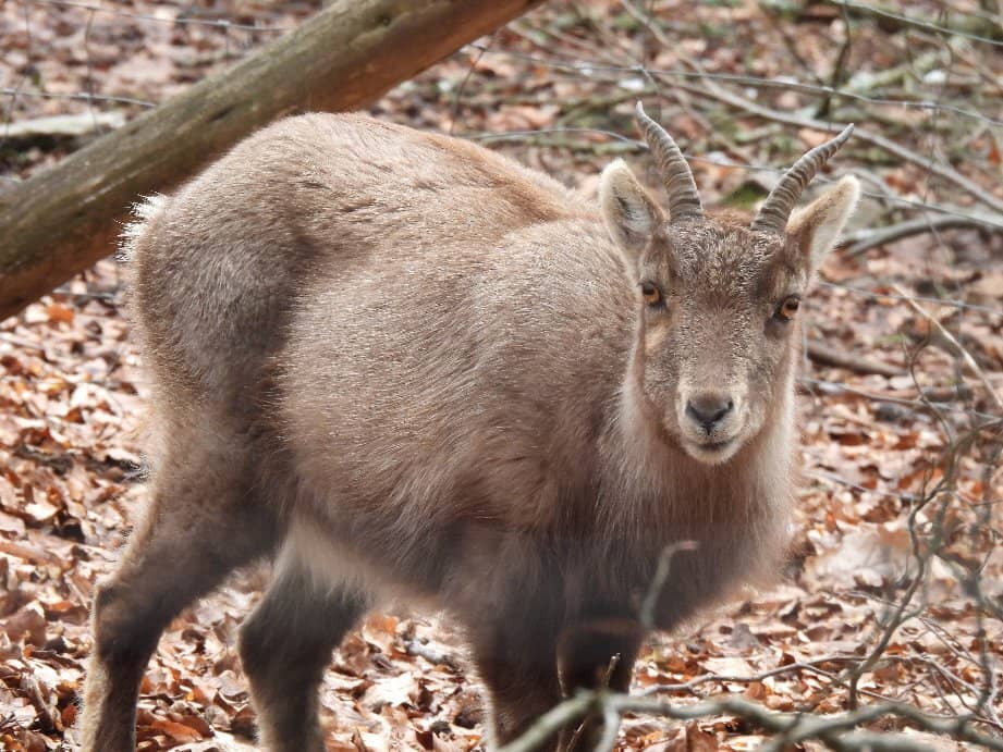 Reconstructed Tower Views