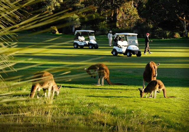 Wildlife Encounters