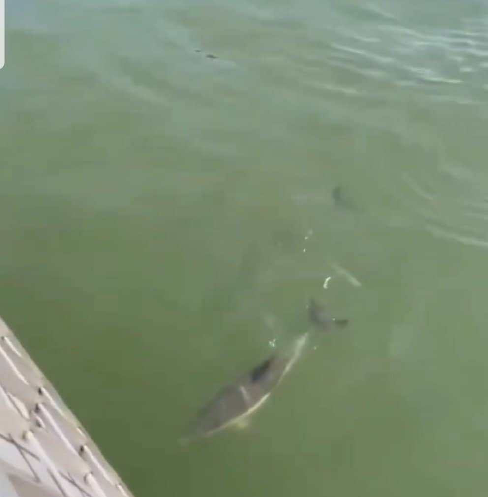 Statue of Liberty Views