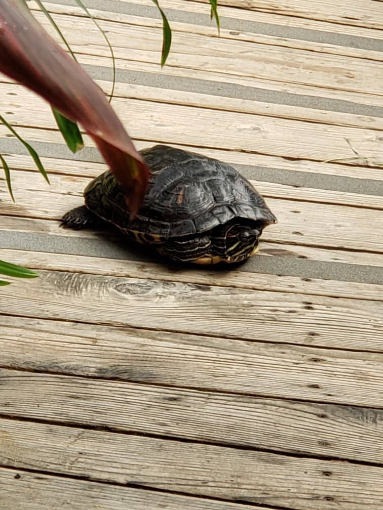 Seasonal Light Displays