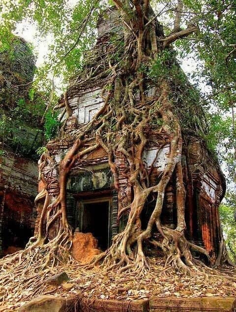 Jungle-Reclaimed Ruins