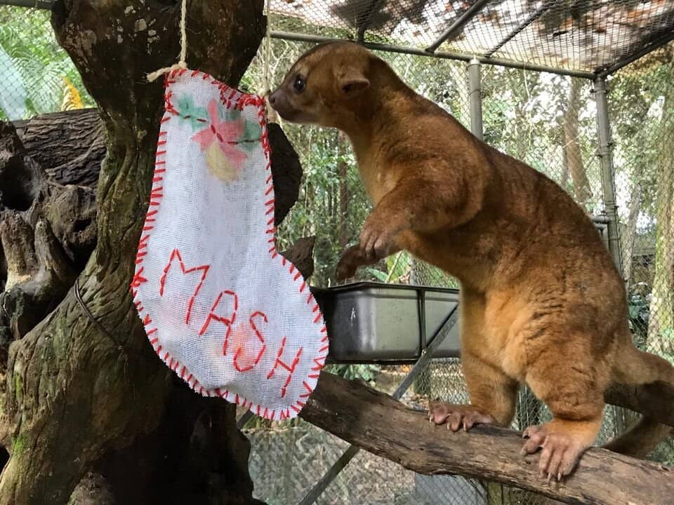 Mayan-Inspired Trails