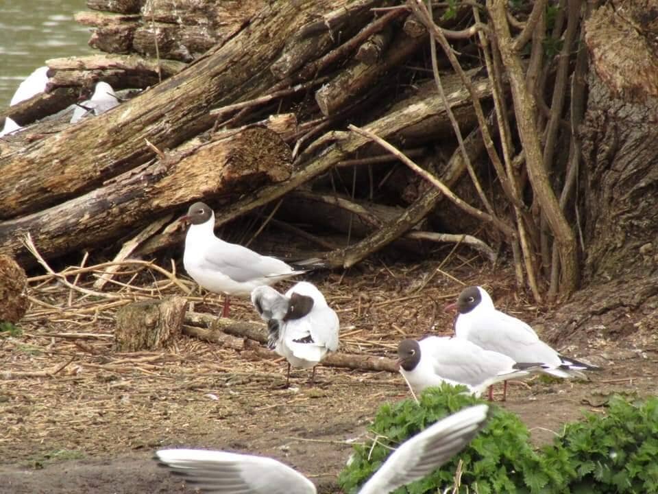 Bird Hides