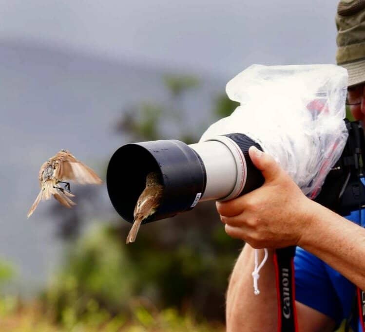 Sally Lightfoot Crabs
