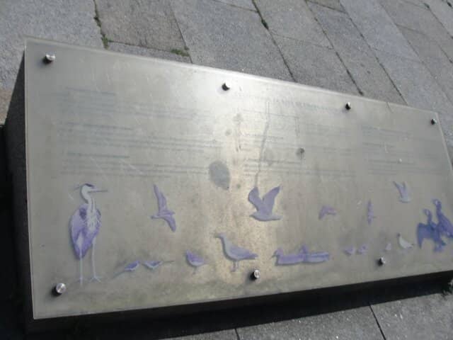 Bird Migration Spectacle