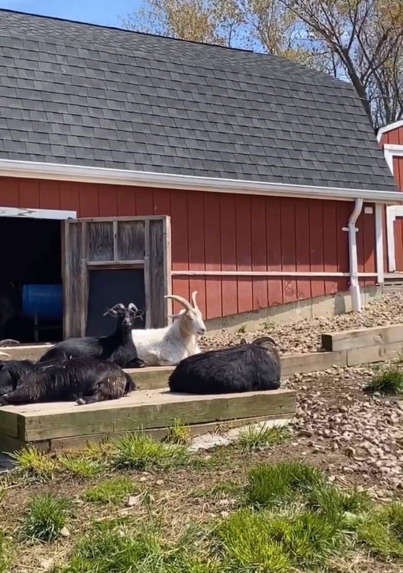 Diverse Wildlife Spotting