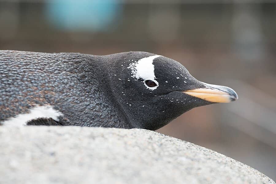 Penguin Paradise