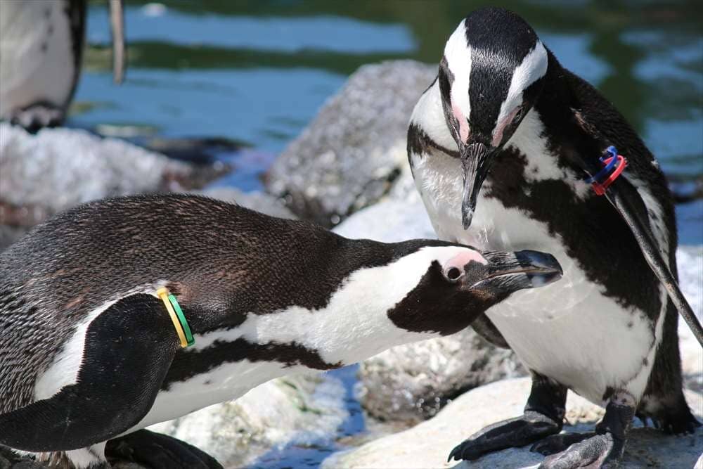 Walk-Through Aviaries