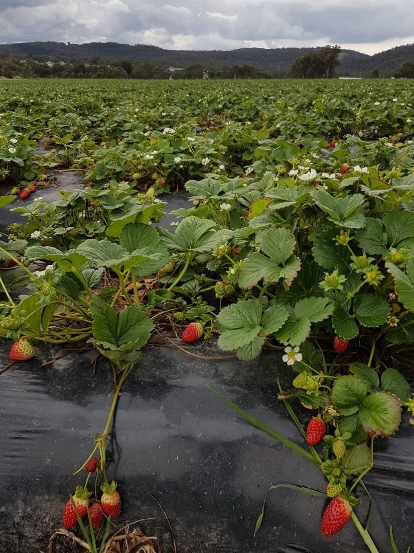 Delicious Strawberry Treats