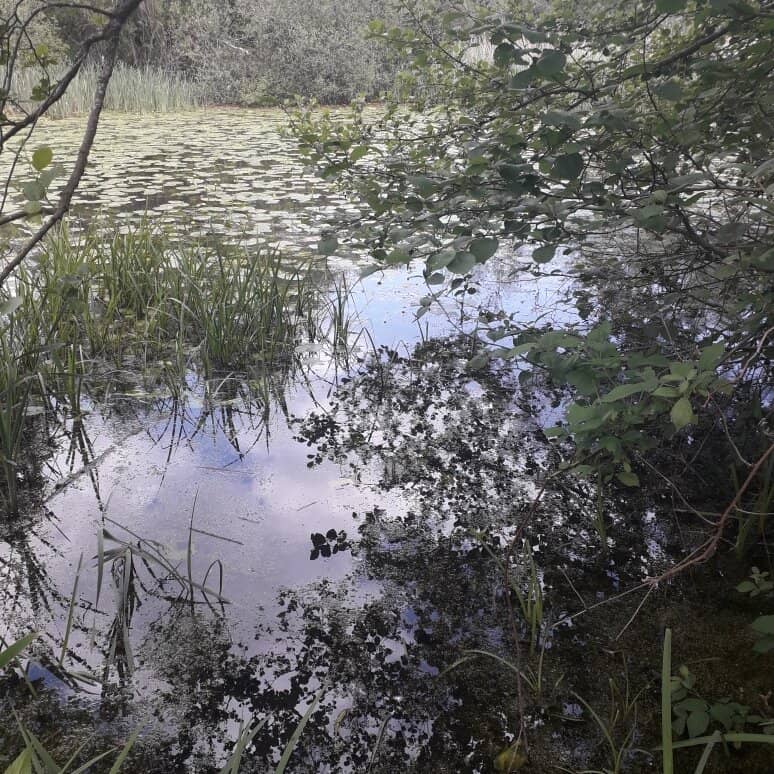 Pristine Moorland