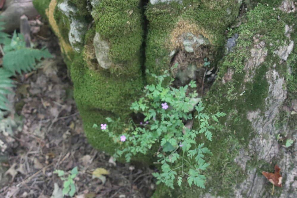 Bruce Trail Views